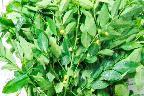 Hương vị quê nhà: Ngọt bùi rau ngót