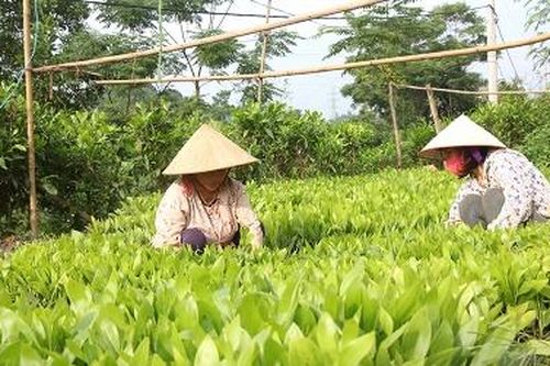 Đẩy mạnh ứng dụng khoa học công nghệ trong lâm nghiệp