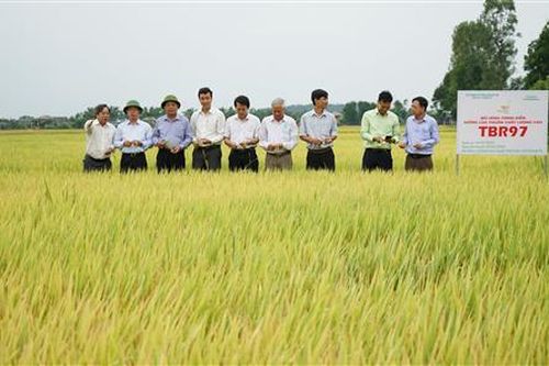 Giống lúa thuần TBR97 cho năng suất 62 - 65 tạ/ha