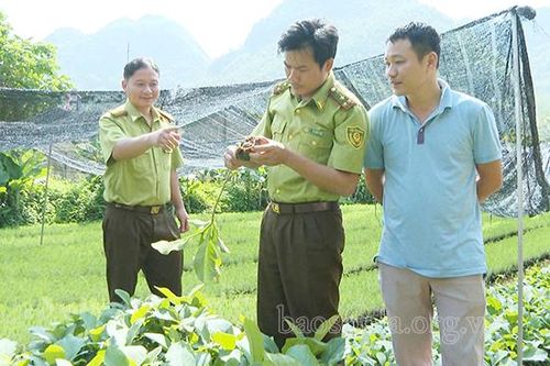 Trồng rừng góp phần chống biến đổi khí hậu và tăng trưởng xanh