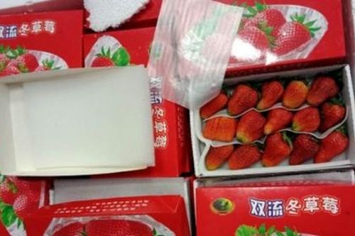 Thu lô dâu tây Trung Quốc nhập lậu vào Đà Lạt bằng đường hàng không