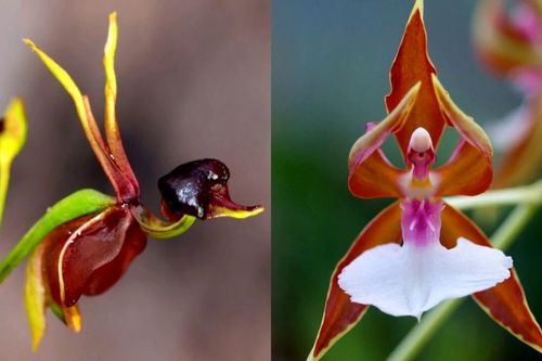 5 loài hoa lạ lùng nhưng có hình dáng quen thuộc khiến ai thấy cũng ngạc nhiên