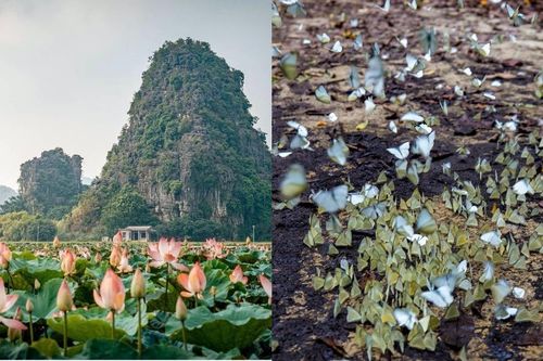 Nghỉ lễ 30/4 và 1/5: Săn bướm rừng Cúc Phương, ngắm trọn đất trời ở Hang Múa