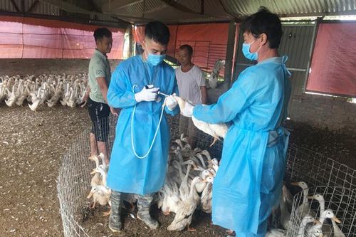Tháo gỡ 'điểm nghẽn' quản lý thú y