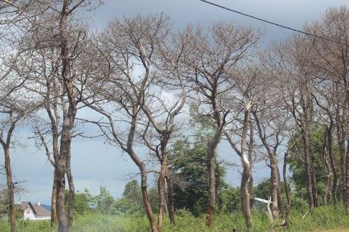 Vì sao nhiều công an và kiểm lâm ở Đắk Lắk bị kỷ luật?