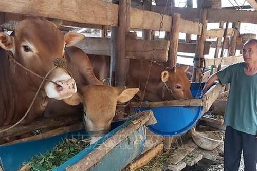 Khẩn trương phòng chống dịch bệnh trên đàn gia súc