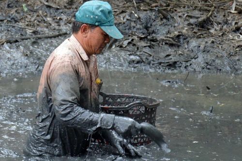 Hủy đêm văn nghệ chào mừng lễ hội Hương rừng U Minh