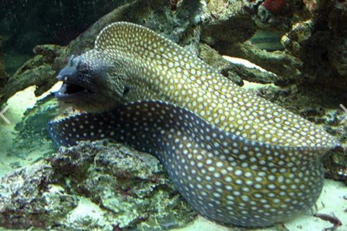 7 người ở Bà Rịa - Vũng Tàu ngộ độc do ăn nội tạng cá Chình Bông biển