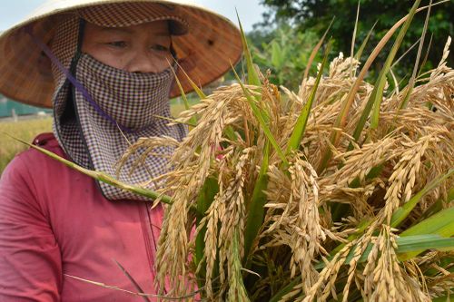 Quảng Trị: Lúa mất mùa vì sâu bệnh, đừng để nông dân 'thiệt đơn, thiệt kép'