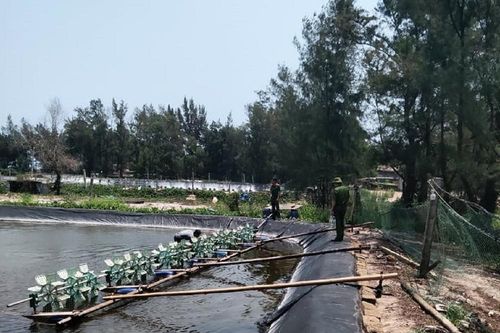 Quảng Trị: 54 vạn con tôm giống chết trắng sau một đêm