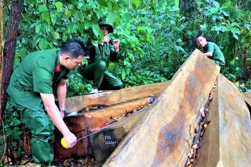Để mất rừng, Hạt trưởng Hạt Kiểm lâm huyện Lắk bị kỷ luật