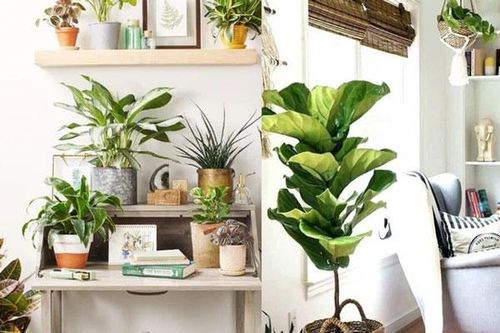 5 vị trí đặt cây phong thủy 'đắc địa' giúp gia chủ hóa giải năng lượng xấu, đón tài lộc