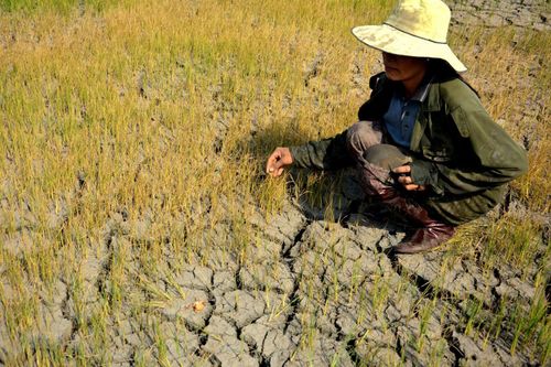 Việt Nam đẩy mạnh lồng ghép giới trong ứng phó với biến đổi khí hậu
