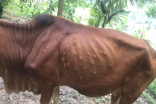 Yên Bái: Ngăn chặn bệnh viêm da nổi cục trên gia súc lây lan diện rộng
