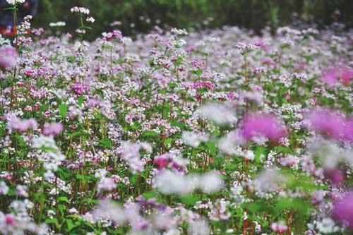 Tới Hà Giang ngắm hoa tam giác mạch đẹp ngất ngây