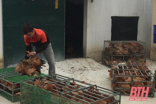Phát triển chăn nuôi theo hướng tập trung, quy mô lớn