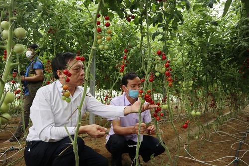 Hội Nông dân Nghệ An sẽ dựng 4 mô hình điểm về sản xuất, chế biến nông sản an toàn