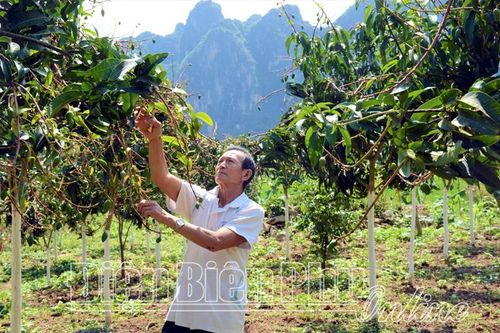 Tín hiệu vui từ cây ăn quả tại Mường Ảng