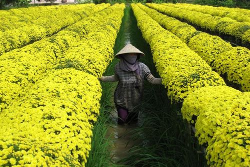 Hướng đến phát triển kinh tế nông nghiệp bền vững, nâng cao giá trị và thu nhập