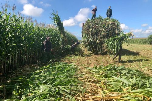 Chuyển đổi cây trồng: 'Chìa khóa' nâng cao hiệu quả sản xuất