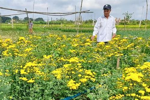 Hiệu quả mô hình trồng hoa từ cải tạo vườn tạp
