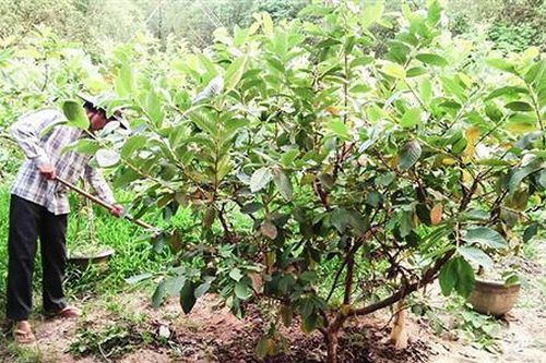 Hội Nông dân Triệu Long hỗ trợ hội viên nâng cao hiệu quả sản xuất