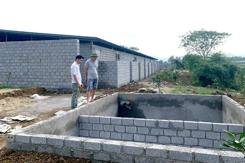 Trang trại chăn nuôi lợn: Những vấn đề đặt ra
