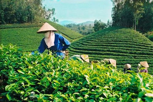 Phân bón Văn Điển góp phần phát triển nông nghiệp bền vững cho đồng bào dân tộc Thái Nguyên