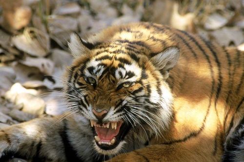 Cô gái thoát chết thần kỳ sau cú vồ của hổ Siberia
