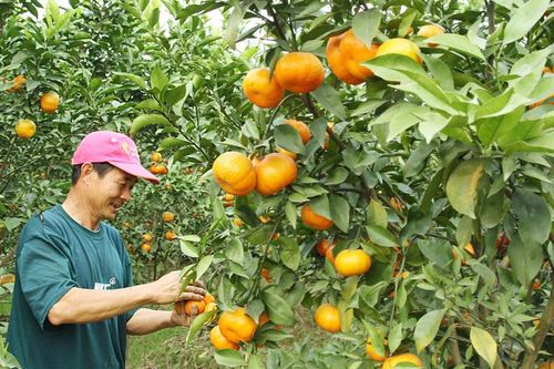 Phát triển cây ăn quả ở Hà Nội: Gỡ 'nút thắt' để đột phá