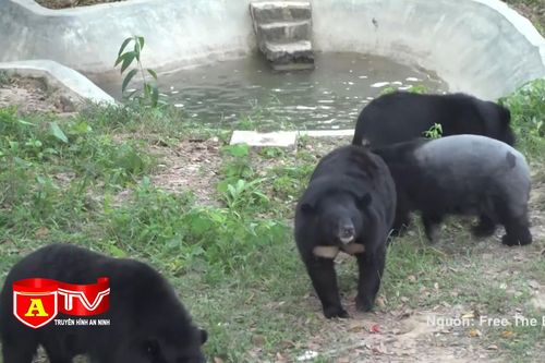 Xử lý nghiêm hành vi tàng trữ, buôn bán mật gấu