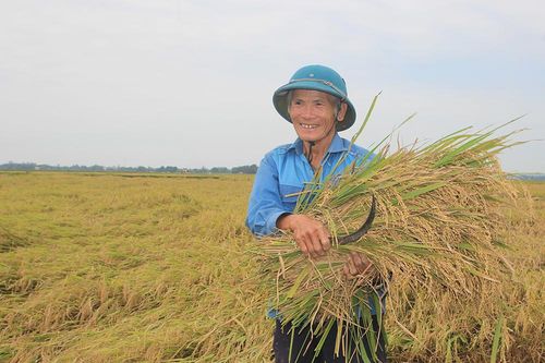 Cần sớm thành lập sàn giao dịch lúa, gạo tại Quảng Trị