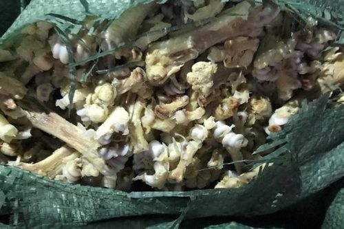 Phát hiện, thu giữ 4,5 tấn xương chân gà