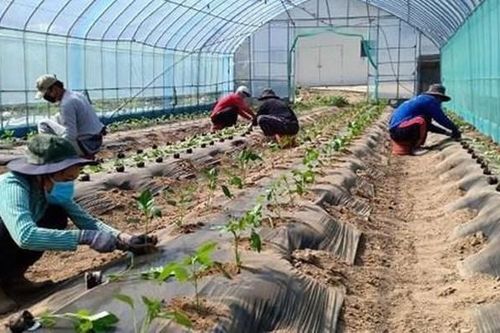Khó phục hồi thị trường xuất khẩu lao động