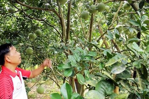 Supe Lâm Thao đồng hành cùng nhà nông Phú Thọ