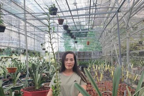 Bà chủ Nguyễn Ngọc Phương Anh chia sẻ cách chọn cây cảnh phù hợp cho ngôi nhà