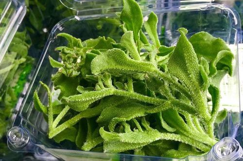 Dân Hà Nội lùng mua rau kim cương, đồ lạ mới về giá đắt, cháy hàng