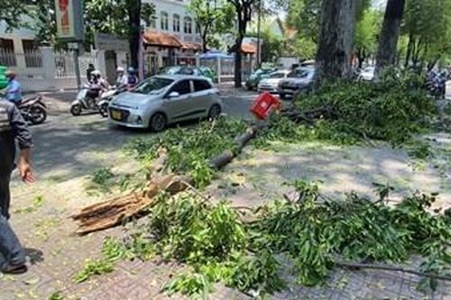 Nhánh cây cổ thụ bất ngờ đổ xuống đường, nhiều người tháo chạy kịp thời
