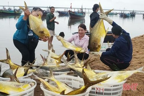 Nông nghiệp Hà Tĩnh vẫn 'kết trái' giữa khó khăn bội phần