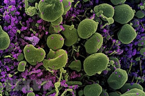 Phát triển phương pháp phân tích đột biến gen virus SARS-CoV-2