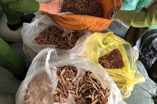Thu giữ gần 1 tấn nguyên liệu thuốc Bắc không rõ nguồn gốc