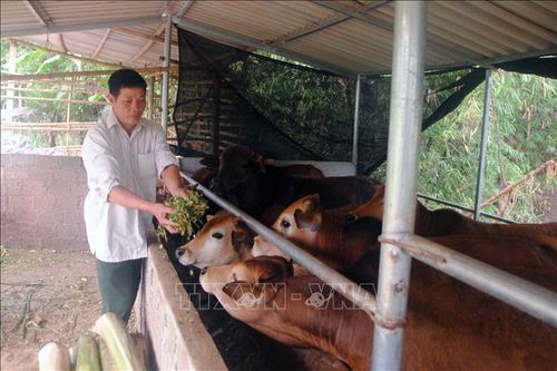 Người cựu chiến binh đi đầu trong phong trào làm kinh tế giỏi của tỉnh Sơn La