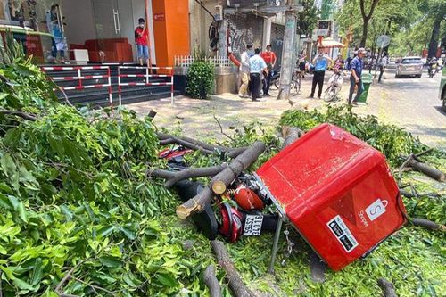 Nhánh cây cổ thụ bất ngờ gẫy, rơi trúng người đi đường