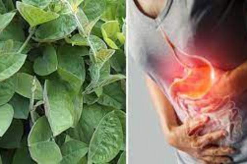 Ai bị đau dạ dày cứ kiên trì ăn 9 loại rau củ này, vừa rẻ vừa khỏi tốn tiền mua thuốc chữa