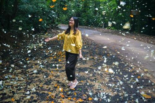 Gợi ý điểm du lịch 30/4 - 1/5 'sát sườn' Hà Nội: Mùa bướm Cúc Phương vẫy gọi