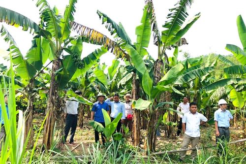Vùng cao A Lưới phát triển chuối già lùn theo hướng thị trường
