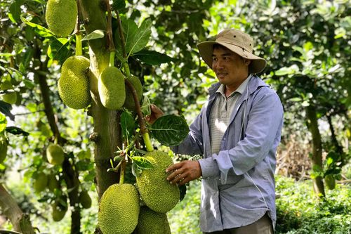 Chư Pưh hồi sinh sau khủng hoảng hồ tiêu