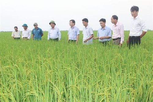 Triển vọng về vụ lúa bội thu ở Triệu Phong