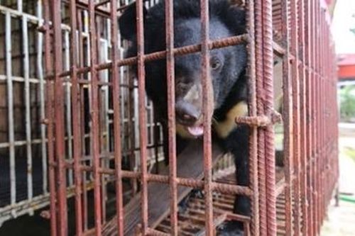 Hải Phòng chuyển giao một cá thể gấu nuôi nhốt trái phép
