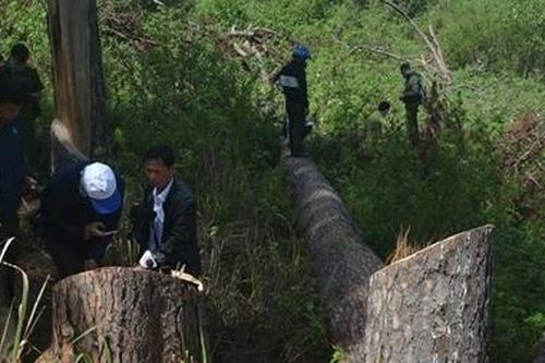 Giao Công an điều tra vụ cưa thông cổ thụ ở Đà Lạt